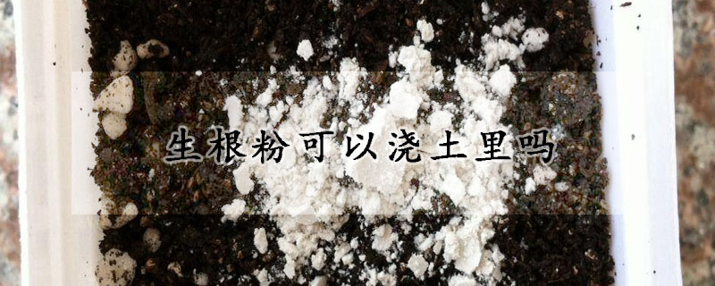 生根粉可以浇土里吗