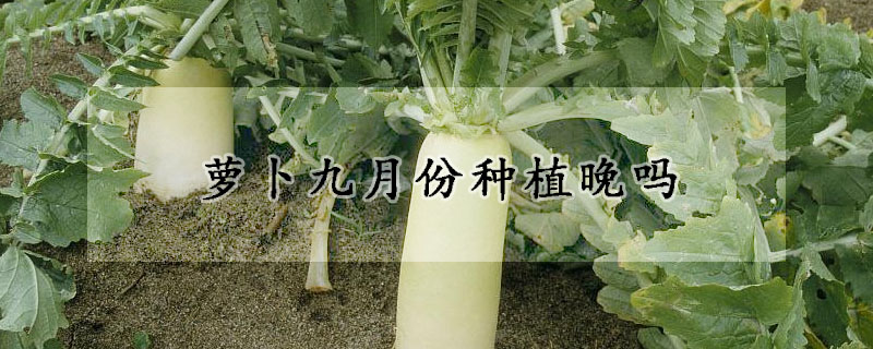 萝卜九月份种植晚吗