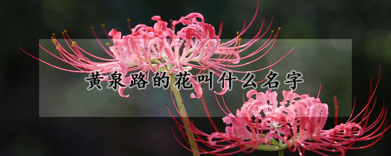 黄泉路的花叫什么名字