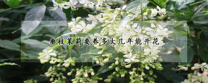 垂枝茉莉要养多大几年能开花