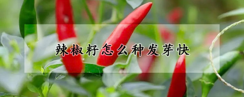 辣椒籽怎么种发芽快