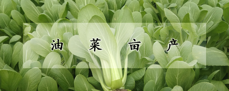 油菜亩产