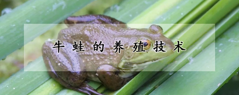 牛蛙的养殖技术