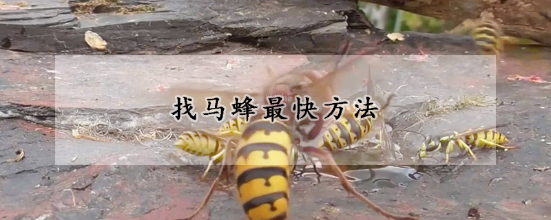 找马蜂最快方法