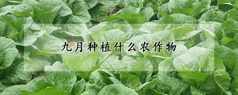 九月种植什么农作物