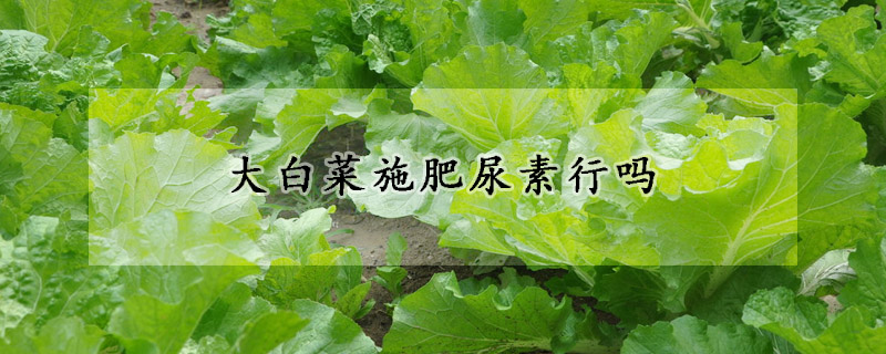 大白菜施肥尿素行吗