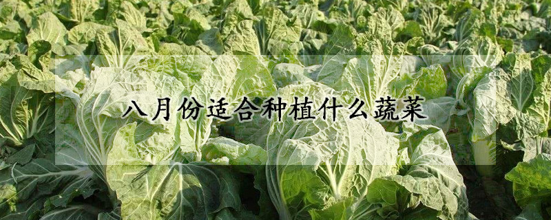 八月份适合种植什么蔬菜