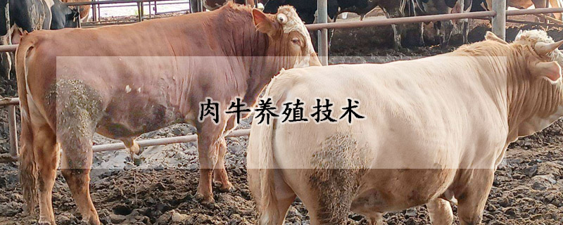 肉牛养殖技术
