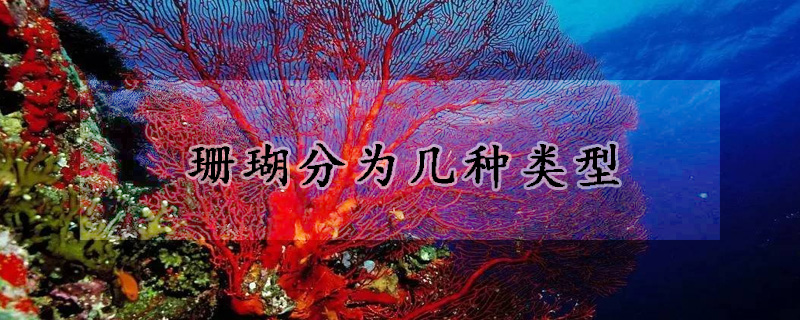 珊瑚分为几种类型