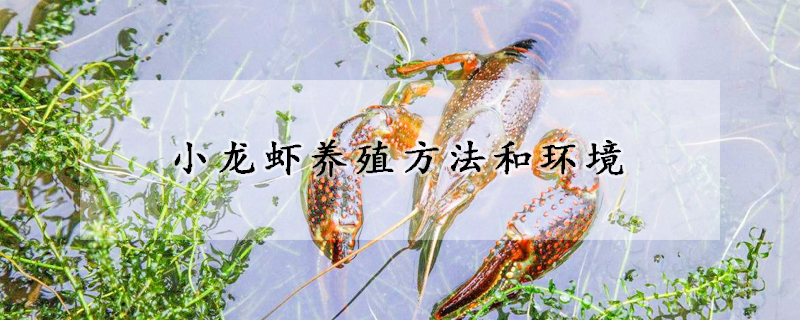 小龙虾养殖方法和环境