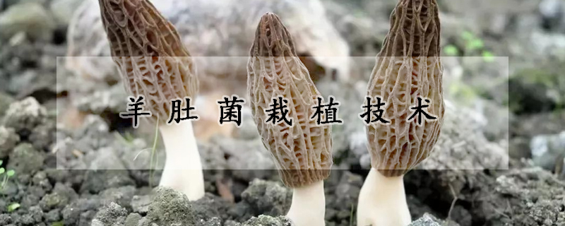 羊肚菌栽植技术