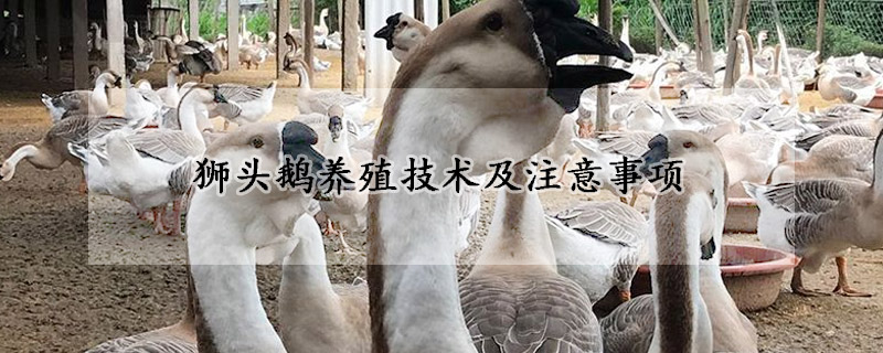 狮头鹅养殖技术及注意事项