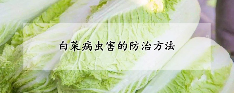 白菜病虫害的防治方法