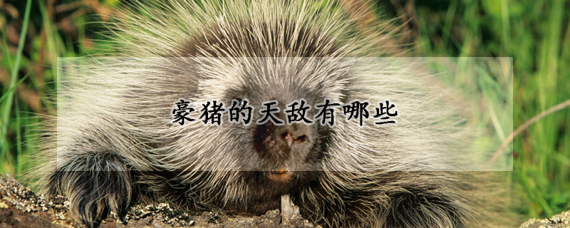 豪猪的天敌有哪些