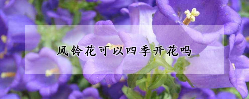 风铃花可以四季开花吗