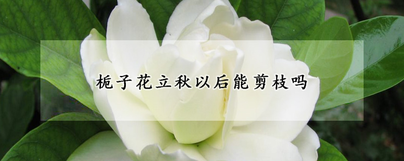 栀子花立秋以后能剪枝吗