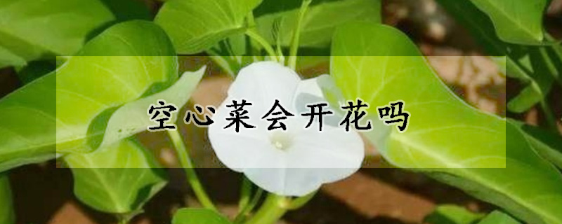 空心菜会开花吗