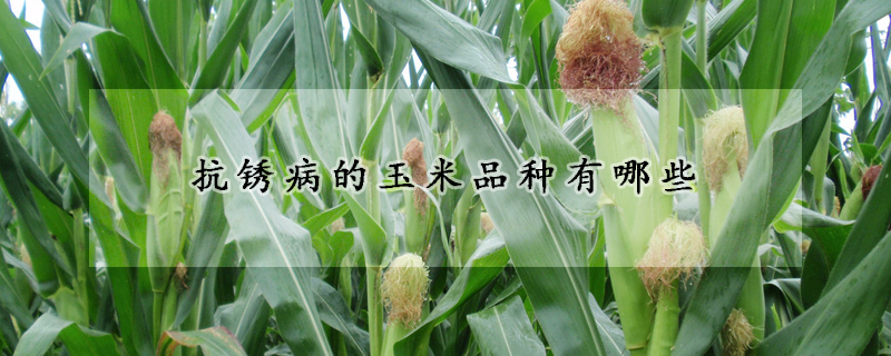 抗锈病的玉米品种有哪些