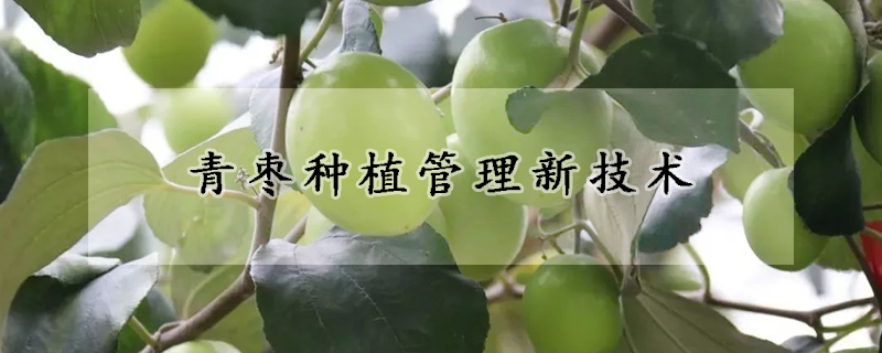 青枣栽培办理新技术 —【发财农业网】
