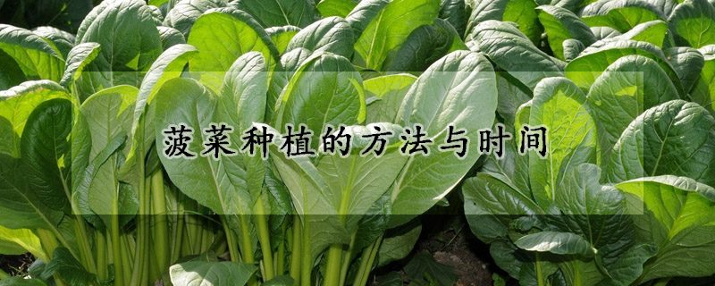 菠菜种植的方法与时间