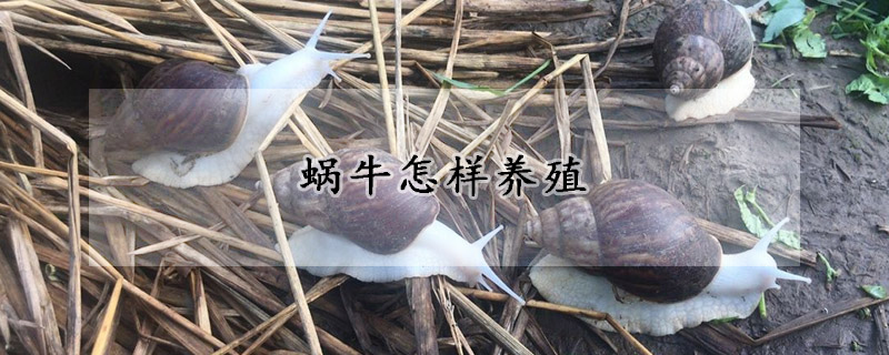 蜗牛怎样养殖