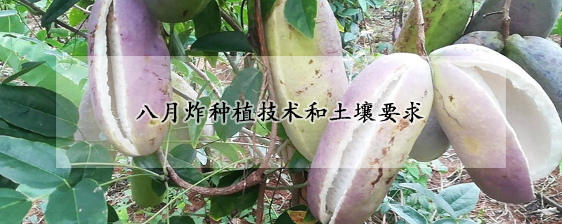 八月炸种植技术和土壤要求