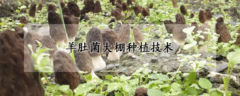 羊肚菌大棚种植技术