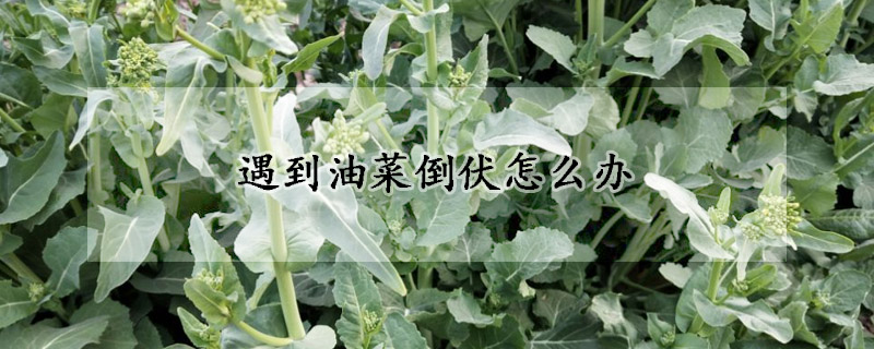 遇到油菜倒伏怎么办