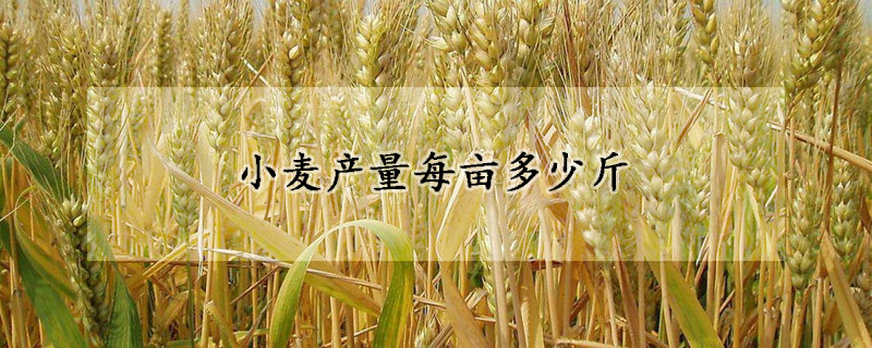 小麦产量每亩多少斤
