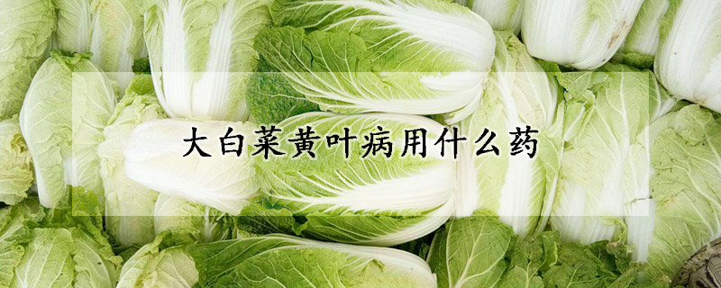 大白菜黄叶病用什么药