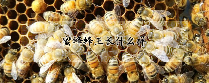 蜜蜂蜂王长什么样