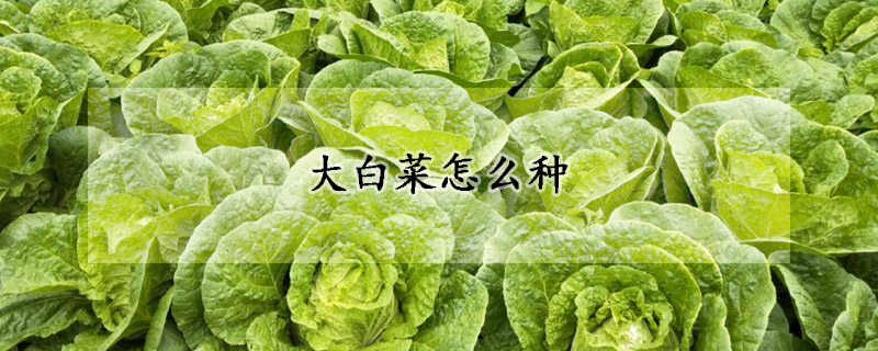 大白菜怎么种