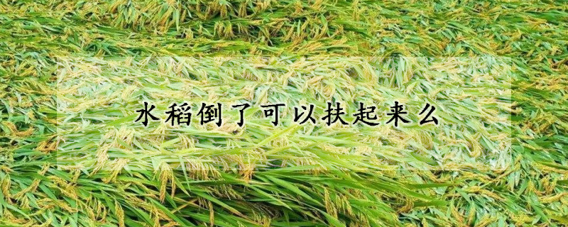 水稻倒了可以扶起来么