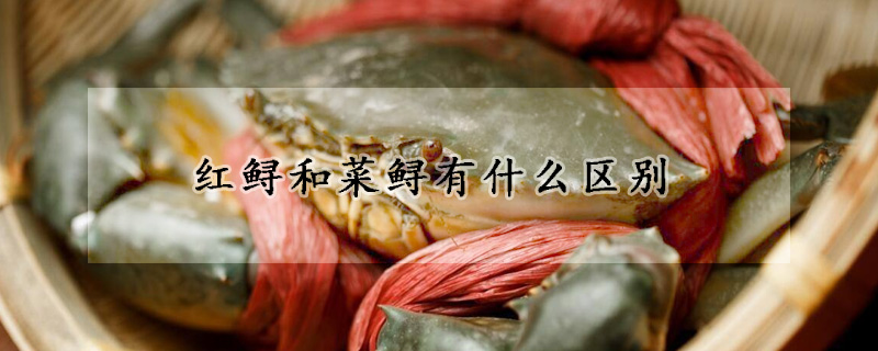 红鲟和菜鲟有什么区别