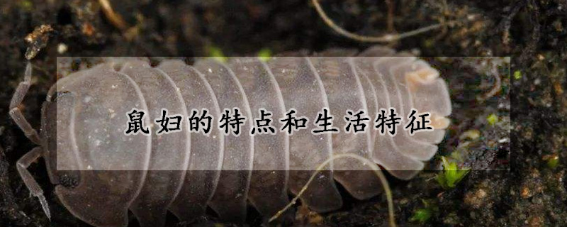 鼠妇的特点和生活特征