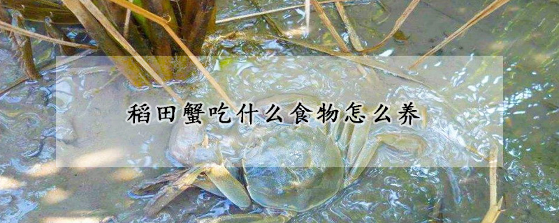 稻田蟹吃什么食物怎么养