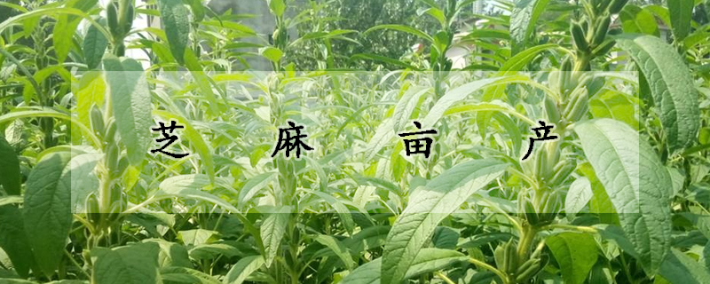 芝麻亩产