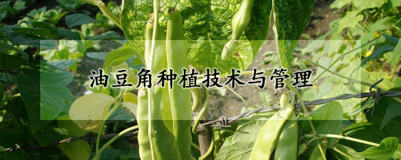 油豆角种植技术与管理