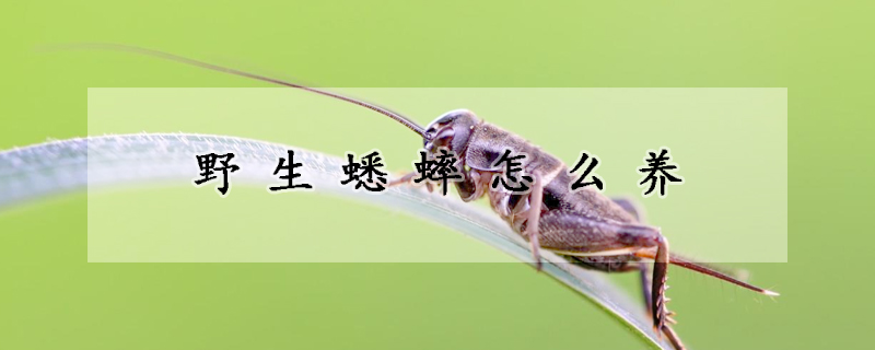 野生蟋蟀怎么养