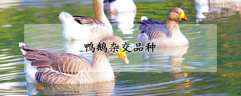 鸭鹅杂交品种