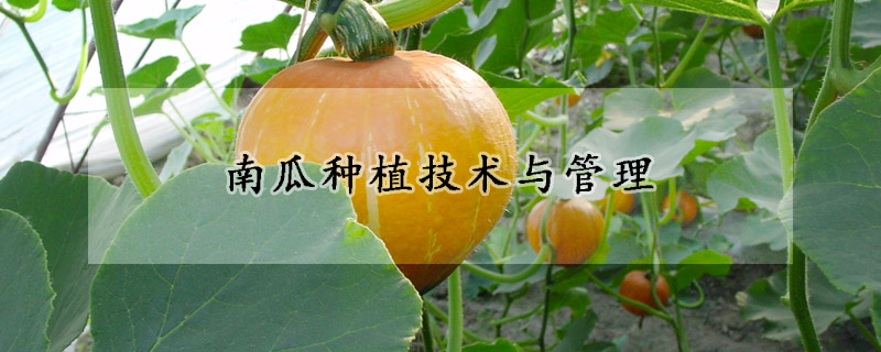 南瓜种植技术与管理