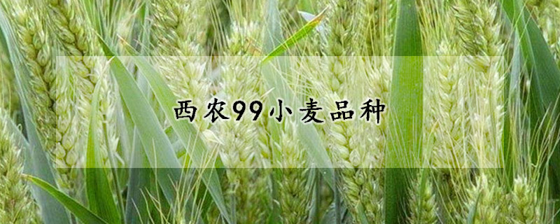 西农99小麦品种