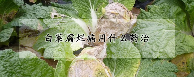 白菜腐烂病用什么药治