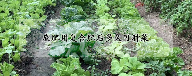 底肥用复合肥后多久可种菜
