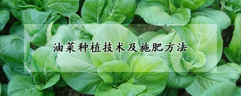 油菜种植技术及施肥方法