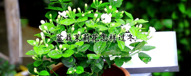 盆栽茉莉花怎样过冬