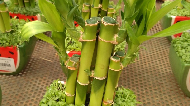 水培富贵竹的养殖方法和注意事项