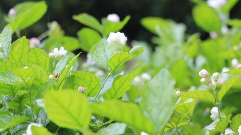 茉莉花什么时候修剪