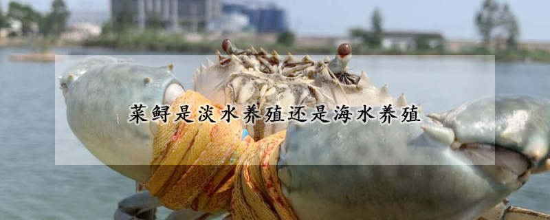菜鲟是淡水养殖还是海水养殖