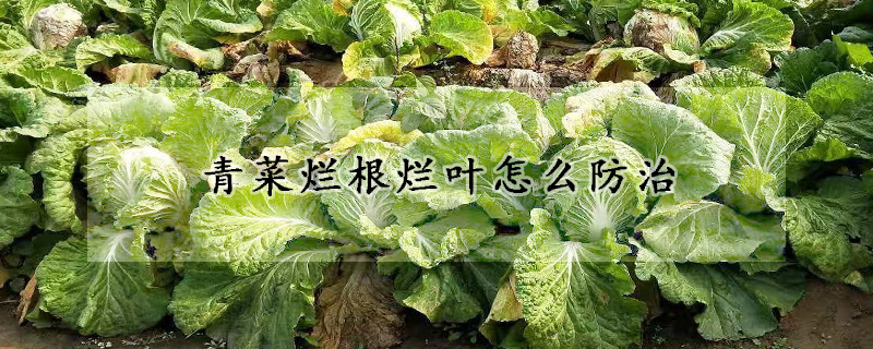 青菜烂根烂叶怎么防治